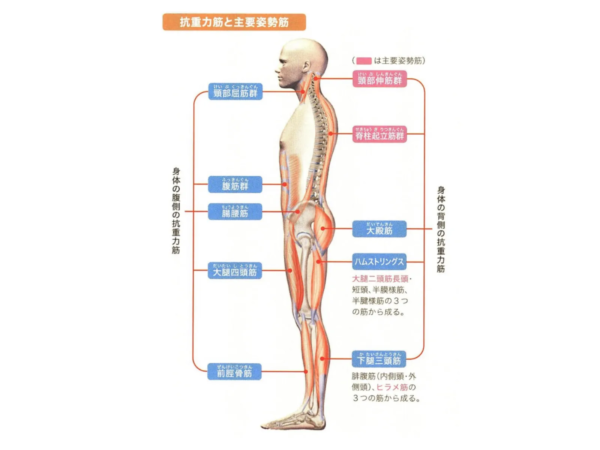 立ち見で疲れる筋肉